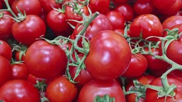 Cluster Tomate Ernte oben Aussicht Haufen viele frisch Tomaten video