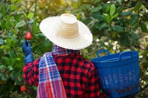 Asian gardener is working and harvesting cashew apple fruits in garden. Concept, agriculture occupation, Thai farmers grow cashew fruits as economic and export crops  goods photo