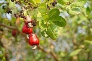 Red cashew fruits in garden. Fresh and organic. Concept. Export agricultural production crops in Thailand and Asian countries. Summer fruit. Ready to be harvested. photo