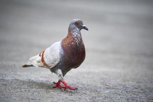 brown pigeon walking on road background with copy space photo