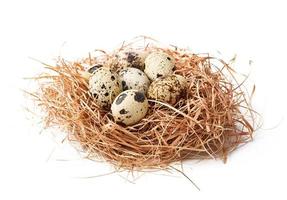 close up quail eggs in straw nest isolated on white background photo