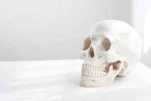 the abstract modern white skull on a table near the window and curtain clean minimal-style mood background photo