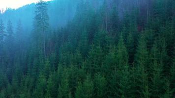 Visualizza a partire dal il altezza di montagne coperto con conifero foresta e mattina nebbia video