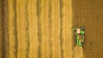 Top view combine harvester gathers the wheat at sunset. Harvesting grain field, crop season video