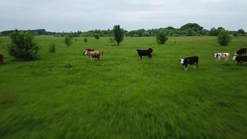 volador terminado verde campo con pasto vacas aéreo antecedentes de país paisaje. video