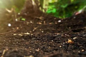 close up soil blur background with sunrise and copy space photo