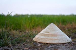 concept beauty of Vietnamese conical hat on the ground floor with blur green rice field background photo