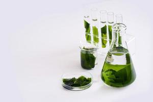 concept of ecology science research biology with seaweed or kelp in the laboratory on white background photo