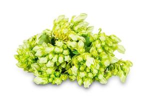 Cowslip creeper isolated on white background. green cowslip creeper isolated on white background. Cowslip Creeper Flower isolated on white background with clipping path photo