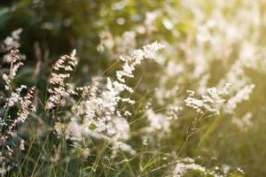 beautiful grass flower beside the road in the morning background photo