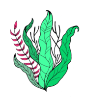 illustration of seaweed png