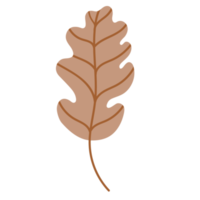 Fallen oak leaf png