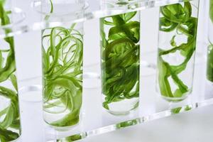 concepto de ecología Ciencias investigación biología con algas marinas vástago o quelpo en el laboratorio en blanco antecedentes foto