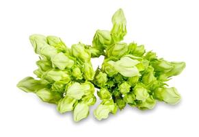 Cowslip creeper isolated on white background. green cowslip creeper isolated on white background. Cowslip Creeper Flower isolated on white background with clipping path photo