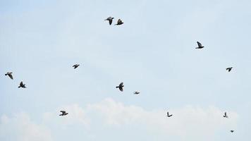 group of pigeon flying in blue sky background photo