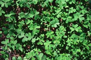 clover leaf on ground photo