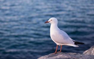 seagull perches on a rock photo