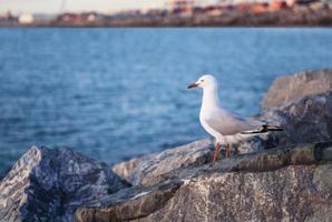 seagull perches on a rock photo