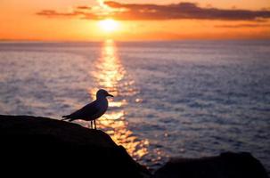 Seagull at coast photo