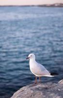 seagull perches on a rock photo