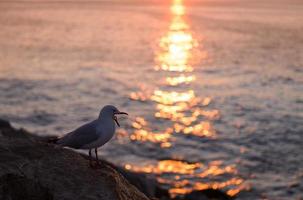 Gaviota a costa foto