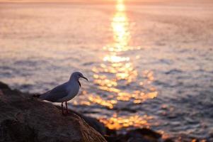 Gaviota a costa foto