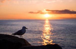 Gaviota a costa foto