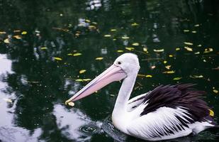 fauna silvestre australiano pelícano foto