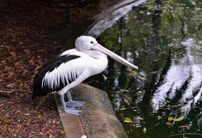 Wildlife Australian pelican photo