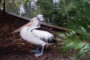 fauna silvestre australiano pelícano foto