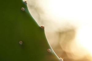 close up opuntia cactus with blur bokeh background. meadow photo