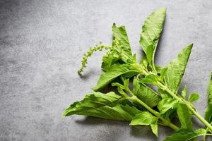 green holy basil leaves of leaf in on table kitchen background. fresh green holy basil leaves of leaf. holy basil photo