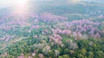 Pink sakura Flower or Wild Himalayan Cherry on mountain photo