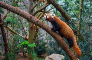 red panda or red raccoon climbing tree photo