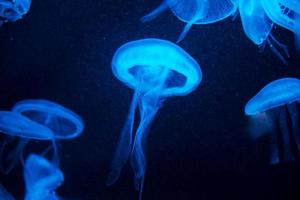 underwater image of jelly fish photo