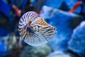 Nautilus pompilius or chambered nautilus, is a cephalopods with a prominent head and tentacle photo