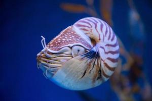 Nautilus pompilius or chambered nautilus, is a cephalopods with a prominent head and tentacle photo