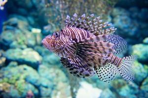 león pescado bajo el agua foto