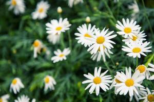 pequeña flor blanca con polen amarillo en el jardín foto