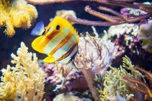 Butterfly fish underwater photo