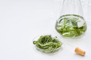 concept of ecology science research biology with seaweed stem or kelp in the laboratory on white background photo