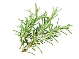 rosemary isolated on white background. spice rosemary isolated on white background. rosemary photo