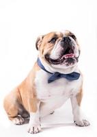 Bow tie on the bulldog photo