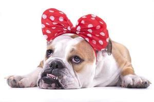 Cute English bulldog photo