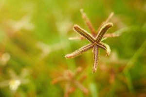 close up starfish grass in soft background photo