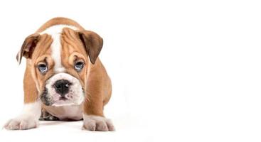 Portrait of english bulldog puppy photo