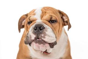 Grumpy English bulldog photo