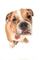 English bulldog pup isolated photo