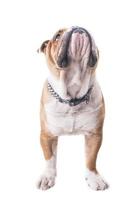 English bulldog looking up photo