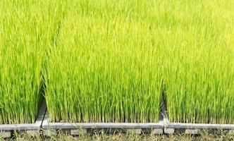 cerca arriba de arroz coles en el plastico bandeja foto